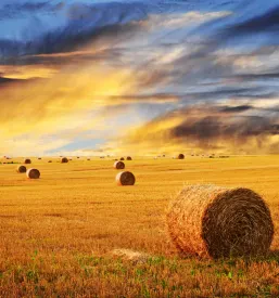 Kmetijska dela Kočevska Reka, Kočevje