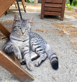 Veterinarski pregledi za mačke Ljubljana