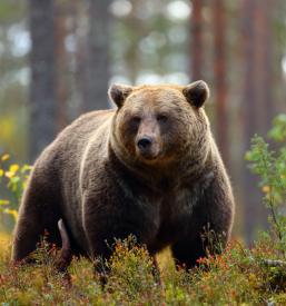 Lov na divjad Šmartno na Pohorju, Štajerska