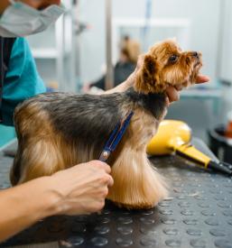 Ugodna nega živali Slovenj Gradec