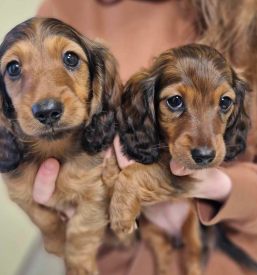 Pasje veterinarstvo Murska Sobota