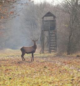 Lov na divjad in foto lov Prekmurje