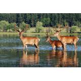 Lovska družina Škale