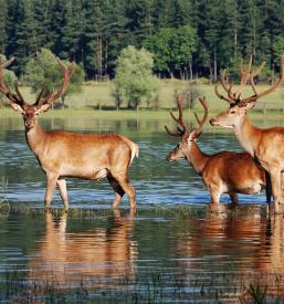 Lov na divjad Savinjska