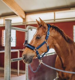 Bioresonanca za mačke Osrednja Slovenija