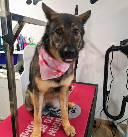 Pasji salon Ajdovščina, Goriška