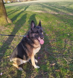 Veterinarski pregledi za pse Ljubljana