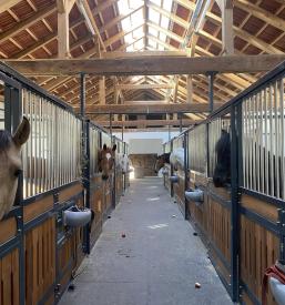 Šola jahanja za otroke in odrasle v Novem mestu