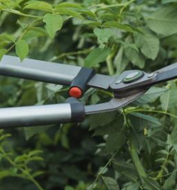 Urejanje okolice in obrezovanje krošenj Savinjska