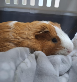 Veterinarstvo za male živali Murska Sobota