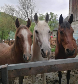 Priljubljena terapija s konji Bohinj, Gorenjska