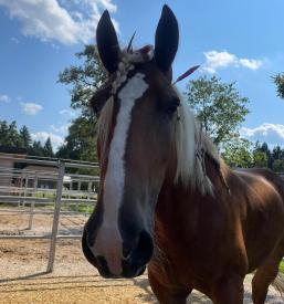 Šola jahanja za otroke Novo mesto