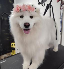 Salon za živali Goriška