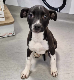 Veterinarstvo za mladičke Murska Sobota