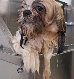 Salon za male živali Ajdovščina, Goriška