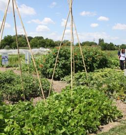 Strokovna televizija o kmetijstvu