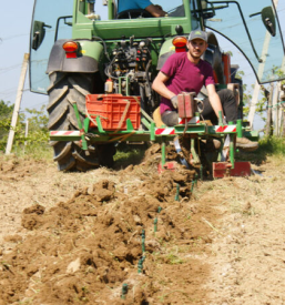 Degustacije v vinski kleti Podravska