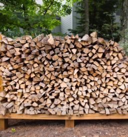 Sečnja lesa Črnomelj