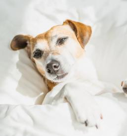 Bioresonanca za pse Osrednja Slovenija