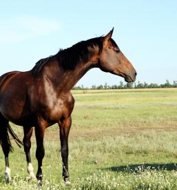 Terapija s konji Češča vas