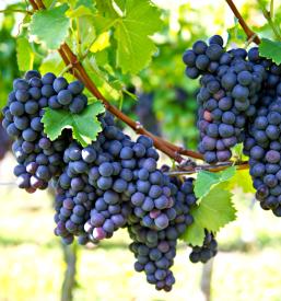 Degustacija vina Šempas