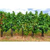 Turistična kmetija Malovščevo