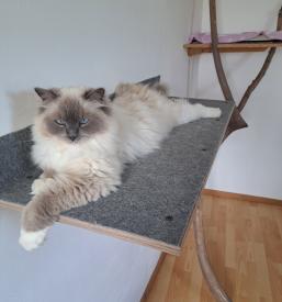 Hotel za male živali