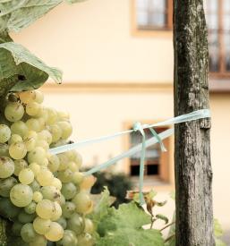 Glamping Pod Goro Rogaška Slatina