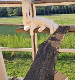 Poceni hotel za mačke Štajerska