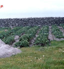 Naravna organska gnojila dobite pri nas!