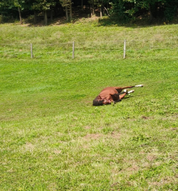 Šola jahanja za otroke v Domžalah