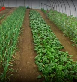 Najboljša naravna organska gnojila