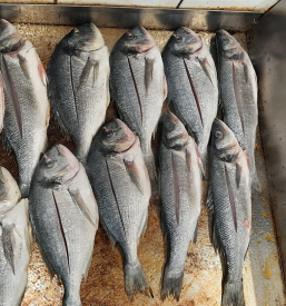 Dobra picerija na slovenski Obali