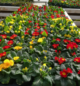 Urejanje vrtov in zelenih površin Ajdovščina