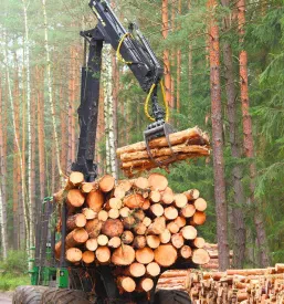 Hitra sečnja in spravilo lesa Gorenjska regija