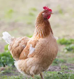 Domači piščanci Dolenjska regija