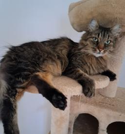 Ugodno varstvo mačk Štajerska