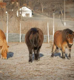 Ogled ranča z alpakami v Sloveniji