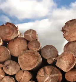 Hitra sečnja in spravilo lesa Gorenjska