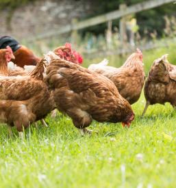 Domači piščanci na Dolenjskem