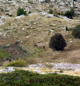 Planinsko društvo Bled