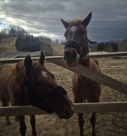 Praznovanje otroškega rojstnega dne s konji Zgornja Kungota