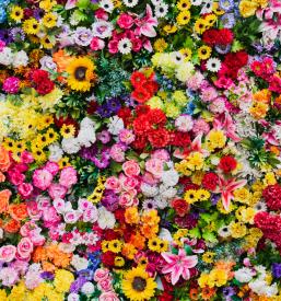 Veleprodaja rož za cvetličarne v Ljubljani