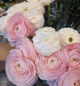 Ugodna cvetličarna Maribor in okolica 