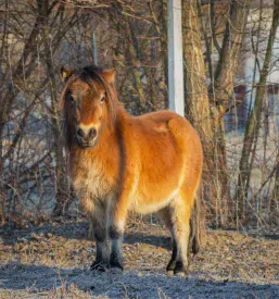 Ogled ranča z alpakami Slovenija