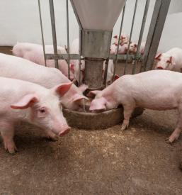 Prašiči za nadaljnje pitanje