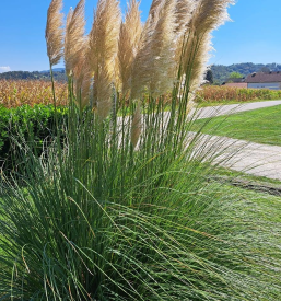Ugodno urejanje vrtov Brežice