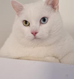 Ugodno varstvo za mačke Štajerska