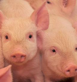 Prašiči za nadaljnje pitanje Dolenjska