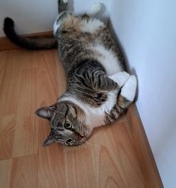 Mačji hotel Štajerska